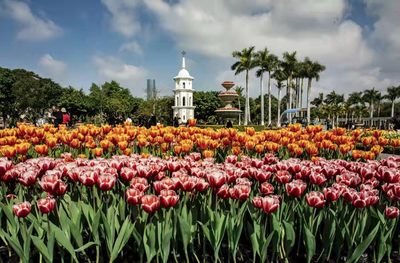 廈門集美:滿苑春色關(guān)不住 七彩花卉踏春來