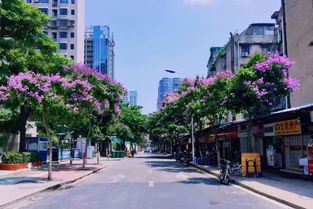 驚艷6月！廈門園博苑荷花、鳳凰花、紫薇爭艷成花海